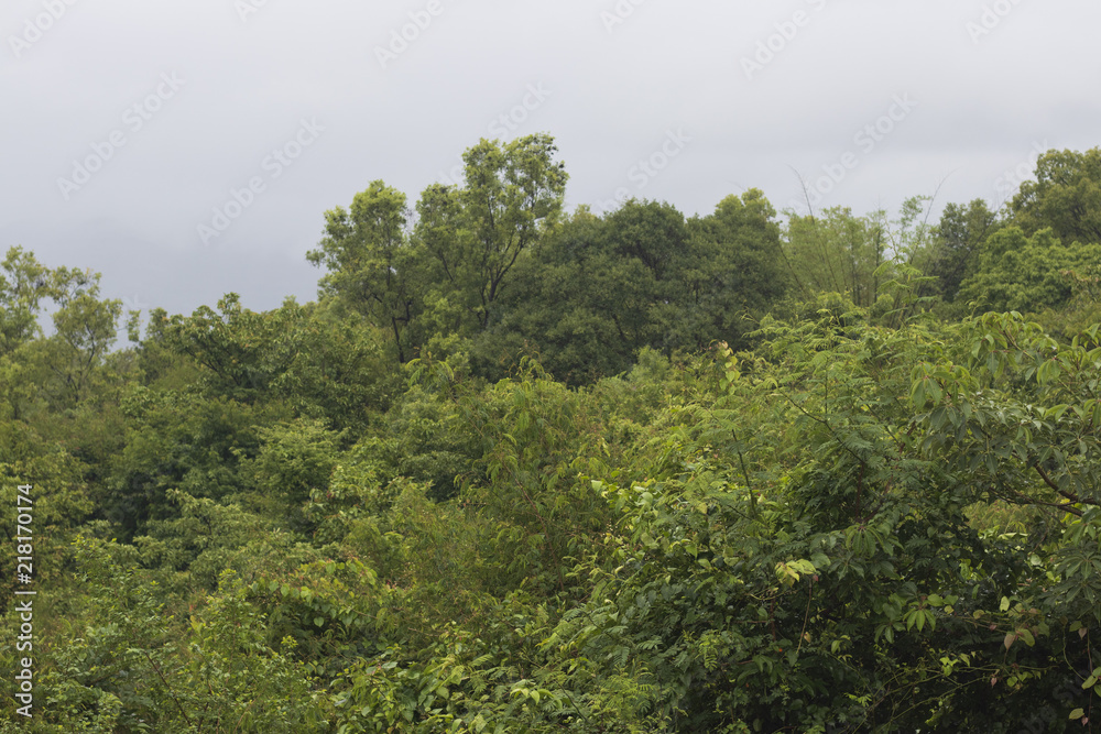 greenery from pune during monsoon, india, forest, beauty, hill, mountain