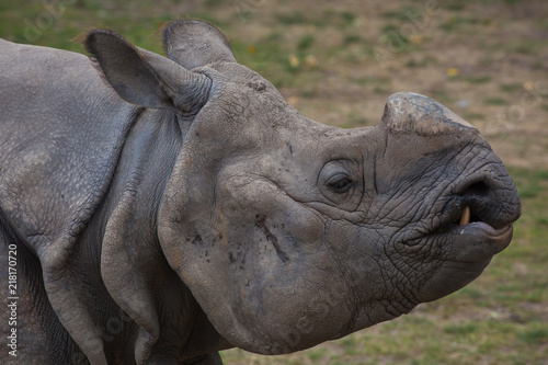White Rhino without its horn