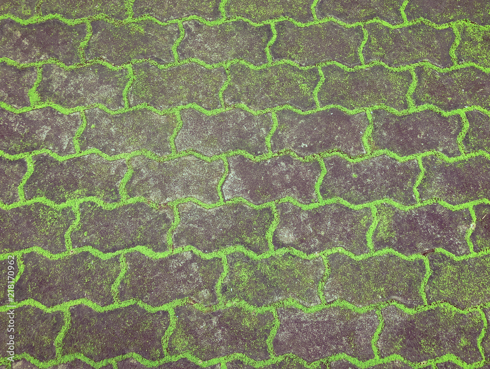 Texture of old road covered green moss Texture of old road covered green moss