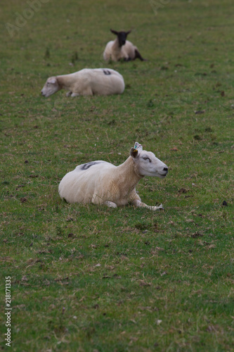 Three Sheep in a field in rural North Wales
