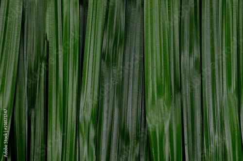 Tropical green leaves background  Natural pattern concept  Top view.