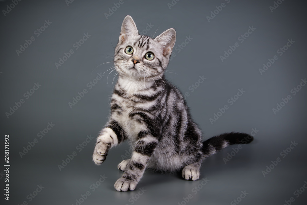 Fototapeta premium American shorthair cat on colored backgrounds