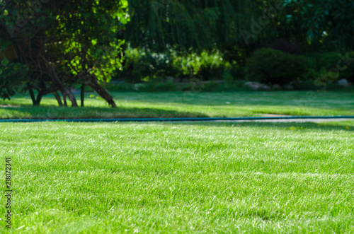 green lawn backyard