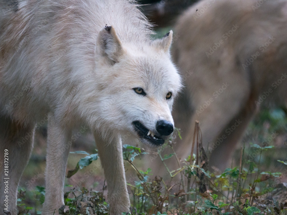 Loup arctique