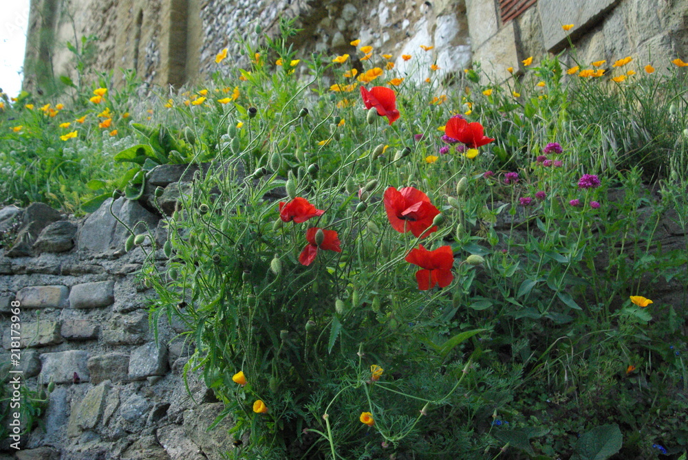 Fototapeta premium red flowers in the garden