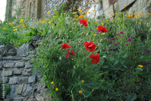 red flowers in the garden