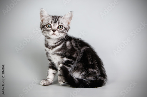 American shorthair cat on colored backgrounds