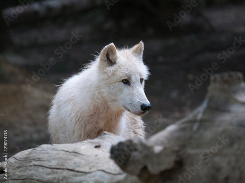 Loup arctique  