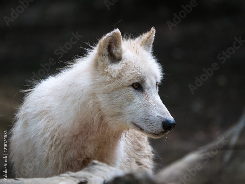 Loup arctique  