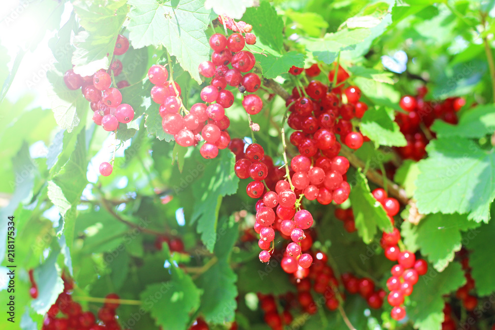 Currant bush with bunches of ripe red currants in summer.