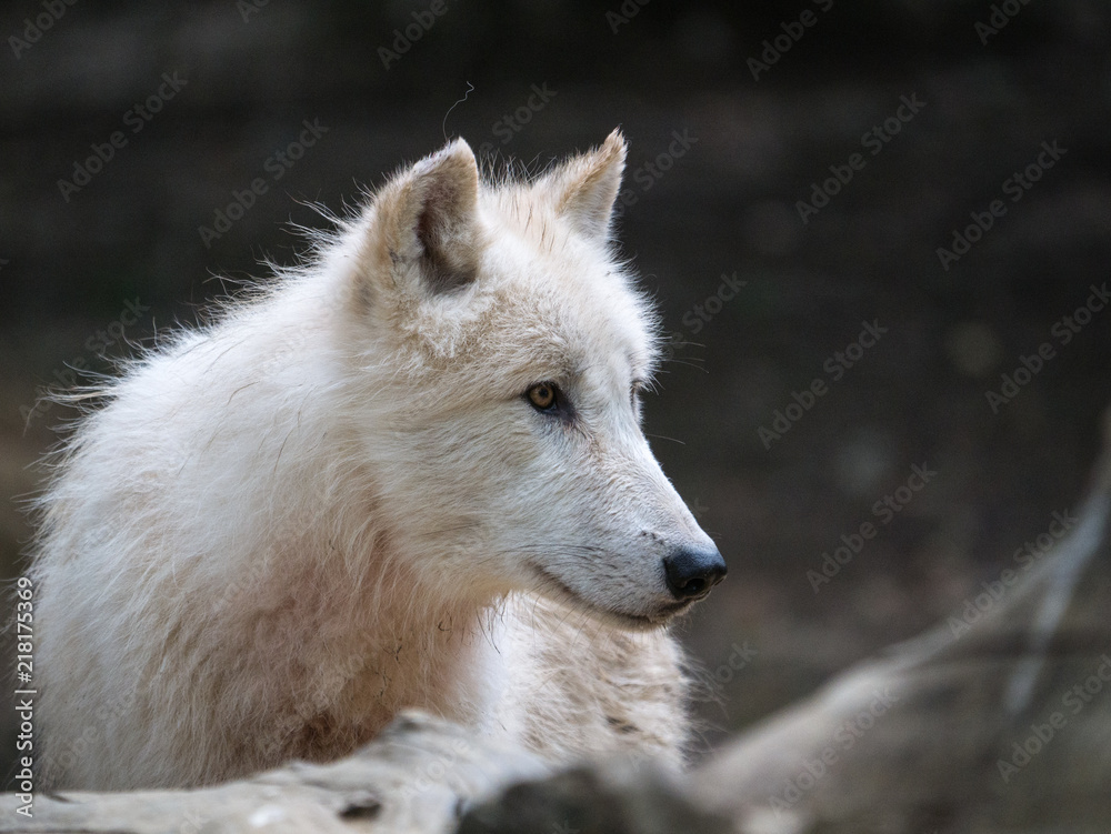Loup arctique
Loup arctique
