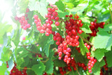 Currant bush with bunches of ripe red currants in summer.
