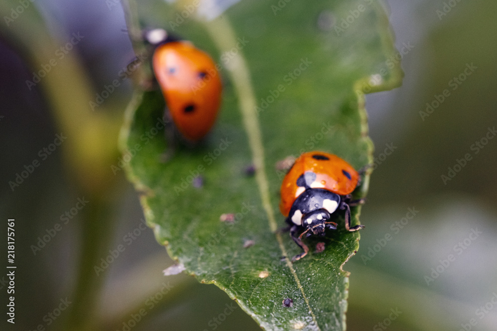 Ladybugs sitting on a green sheet Ladybugs sitting on a green sheet