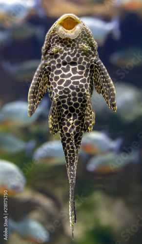 Aquarium Fish Bushymouth catfish (Ancistrus dolichopterus) on the wall of the aquarium photo