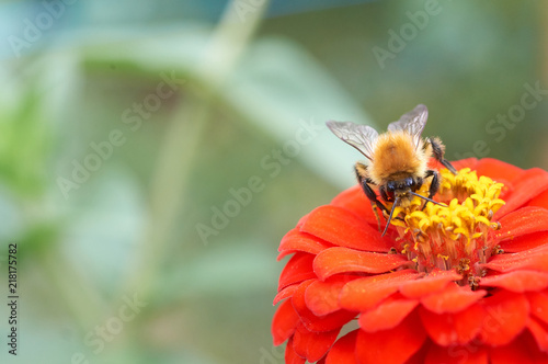 Honeybee on zinnia flower