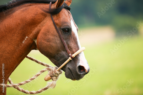 Fototapeta Naklejka Na Ścianę i Meble -  Horse, western pony, close up head with bosal..