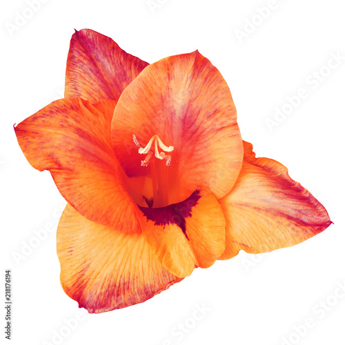 flower red yellow purple gladiolus isolated on white background. Flower bud close up. Element of design.