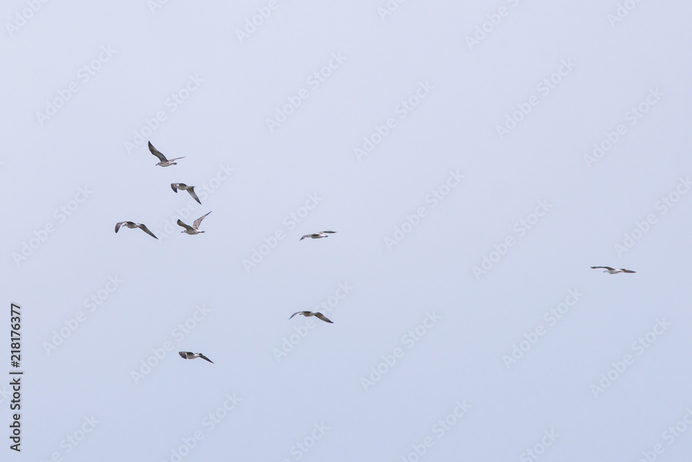 A flock of seagulls in the sky