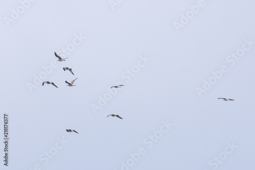 A flock of seagulls in the sky