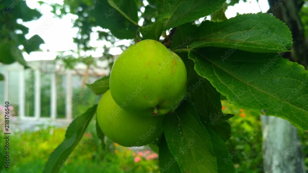 appeals on tree appeals on tree