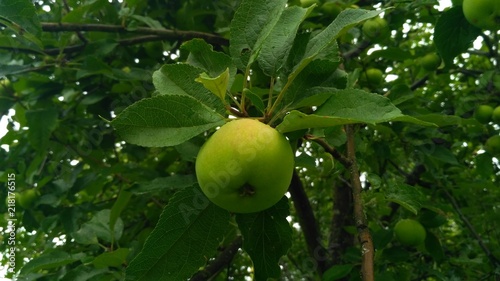 apples on tree