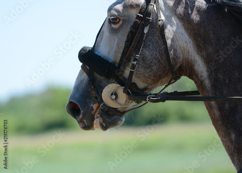 Obraz na płótnie Portait of a gray horse trotter breed w salonie