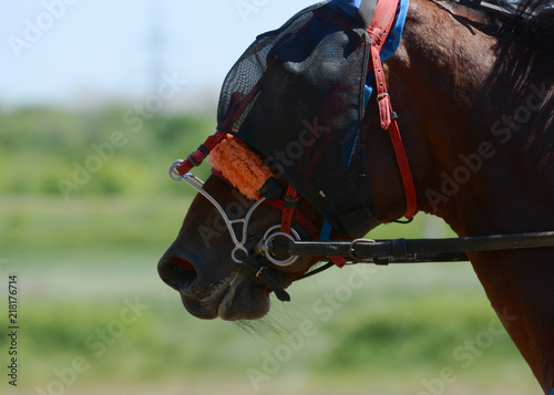 Obraz na płótnie Portait of a bay horse trotter breed w salonie