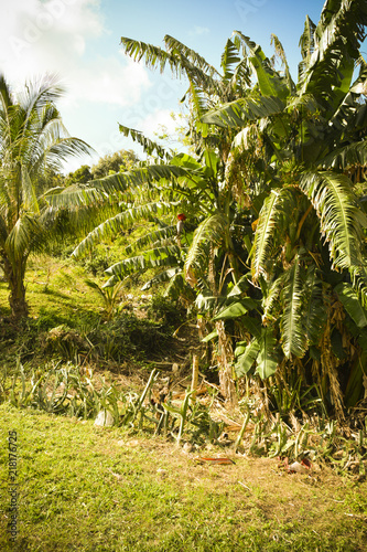 Wallpaper Mural Cuba Kuba Torontodigital.ca