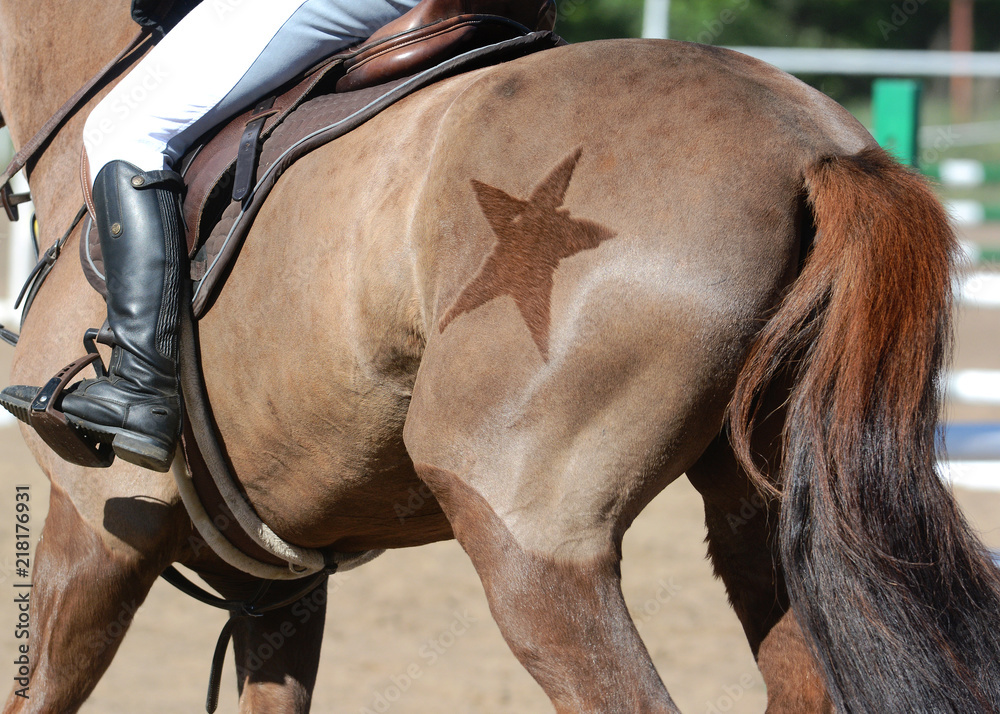 Equestrian sport in details. Back of the red sports horse with with a beautiful