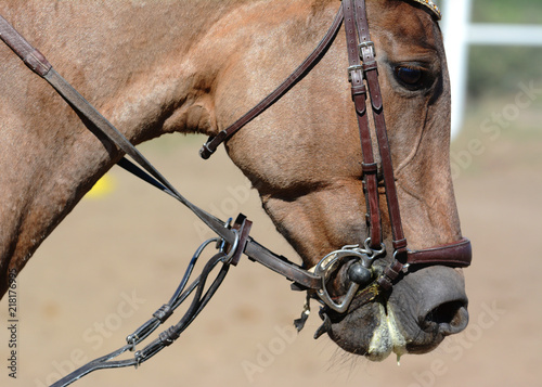 Horse bridle, snaffle. Horse mouth. Equestrian sport in details