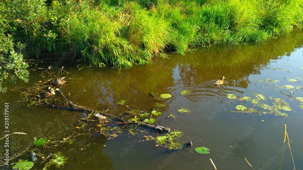 lake in forest lake in forest