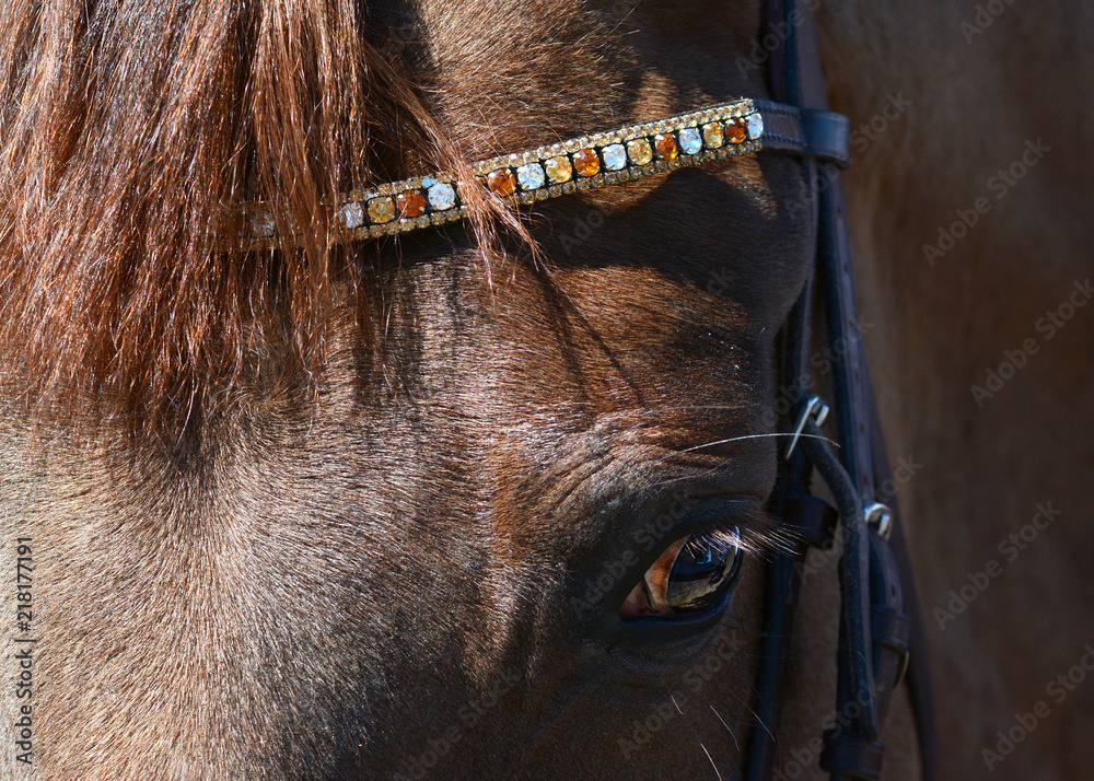 Head of a red horse with a beautiful bridle.