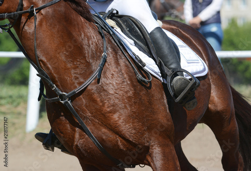 Equestrian sport in details. Sport horse and rider on gallop