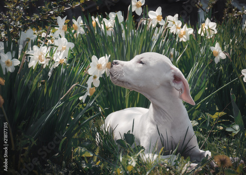 Obraz na płótnie White puppy breathes in the scent of daffodils w salonie
