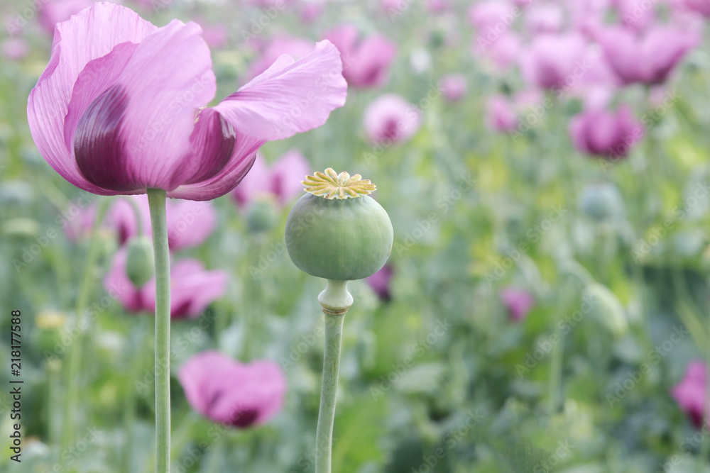 Field of pink opium poppy - obrazy, fototapety, plakaty 