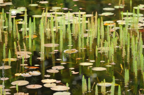 Teich mit Seerosen und Wasserpflanzen in einem botanischen Garten