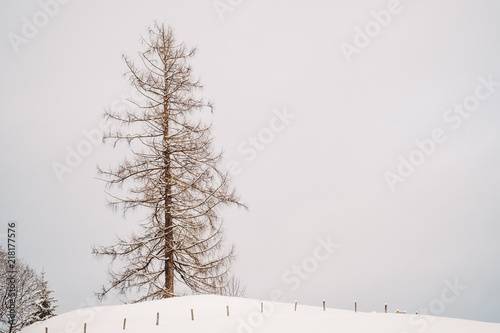 Kahler Baum im Schnee photo