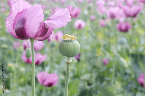 Field of pink opium poppy