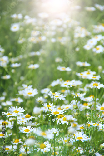 White chamomiles in sunny rays. Summer flowers