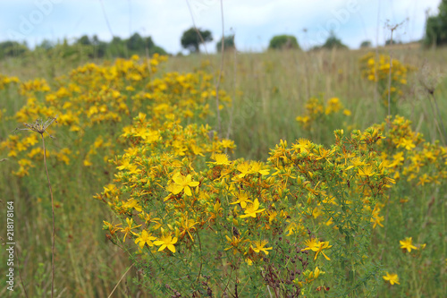 Obraz na płótnie Yellow beautiful flowers of St.-John's wort blossoming in field