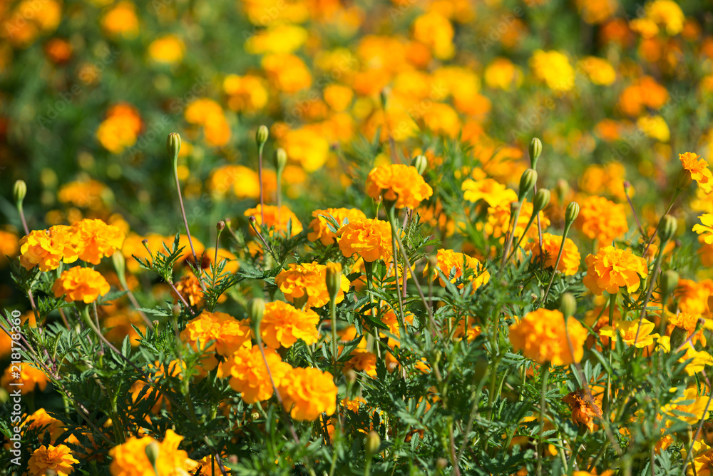 Marigold flowers in the flowerbed