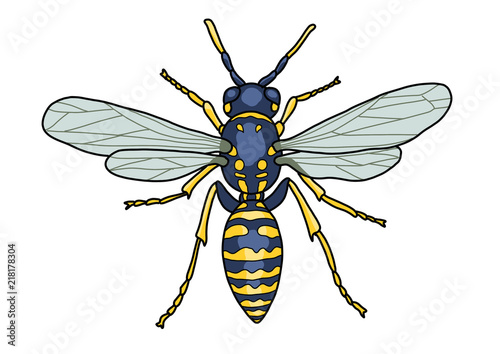 Wasp illustration, doodle, cartoon, drawing, ink, line art, vector