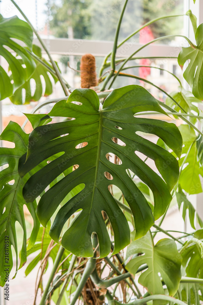 Beautiful home plant philodendron, with large green leaves!