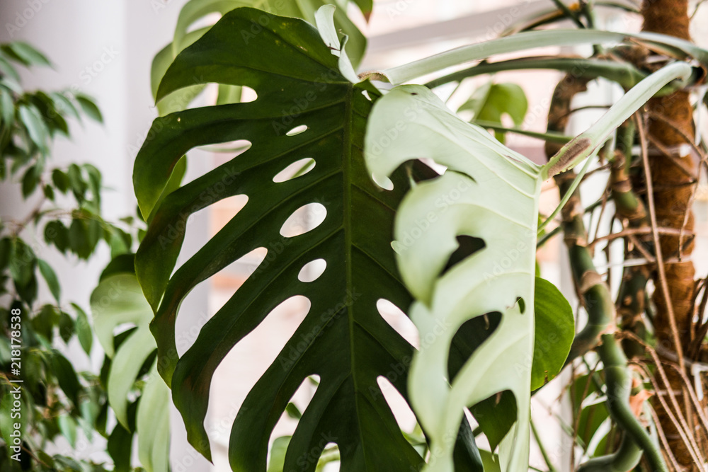 Beautiful home plant philodendron, with large green leaves!