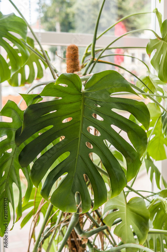 Obraz na płótnie Beautiful home plant philodendron, with large green leaves! w salonie