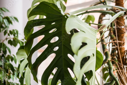 Obraz na płótnie Beautiful home plant philodendron, with large green leaves! w salonie