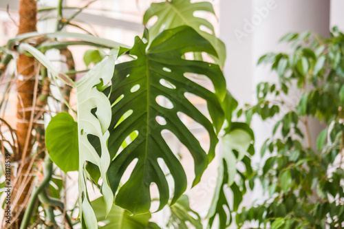Obraz na płótnie Beautiful home plant philodendron, with large green leaves! w salonie