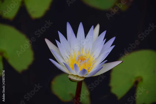 Teich mit Seerosen und Wasserpflanzen in einem botanischen Garten