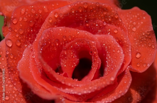 Water drops on petals red rose Used as a background.