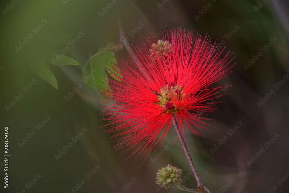 Rote Blüte einer Mimose Calliandra Tweedii an einem Baum in einem botanischen Garten